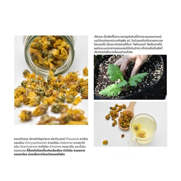ชาแสนดี ชาดอกเก๊กฮวยอบแห้ง 100% จากเชียงราย ขนาด 50 กรัม