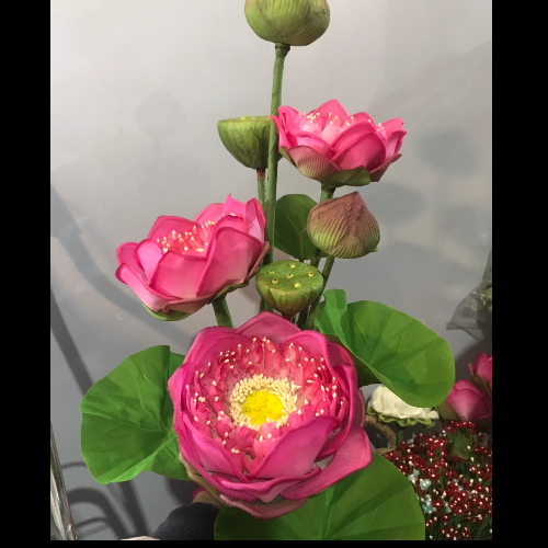 My Image 30