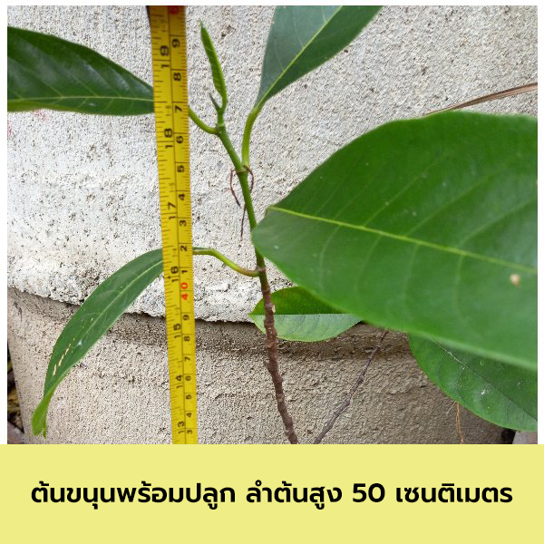 ต้นขนุน ต้นกล้าเพาะเมล็ด พร้อมปลูก ลำต้นสูง 50 เซนติเมตร