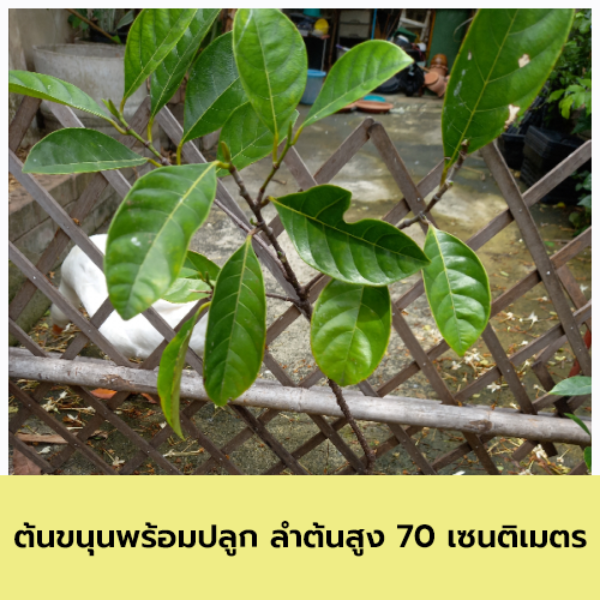 ต้นขนุน ต้นกล้าเพาะเมล็ด พร้อมปลูก ลำต้นสูง 70 เซนติเมตร