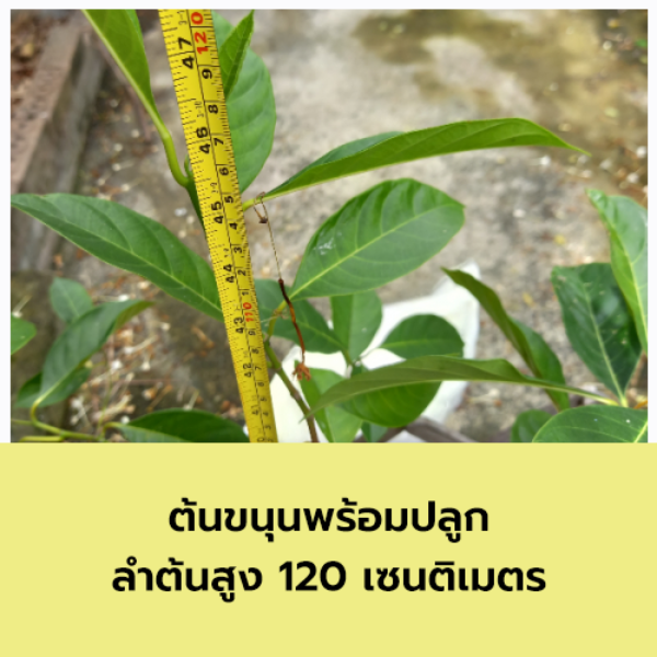 ต้นขนุน ต้นกล้าเพาะเมล็ด พร้อมปลูก ลำต้นสูง 120 เซนติเมตร