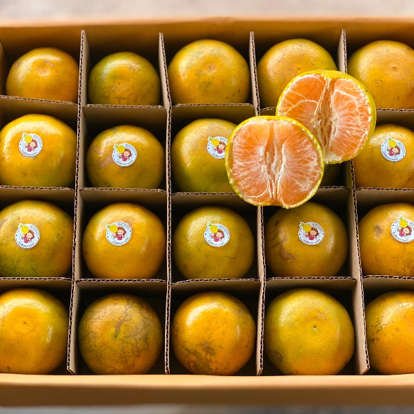ส้มสายน้ำผึ้ง ผิวลาย (เบอร์5ล้วน) สวนส้มประกายเพชร บรรจุกล่อง 5 กิโลกรัม 40 ลูก
