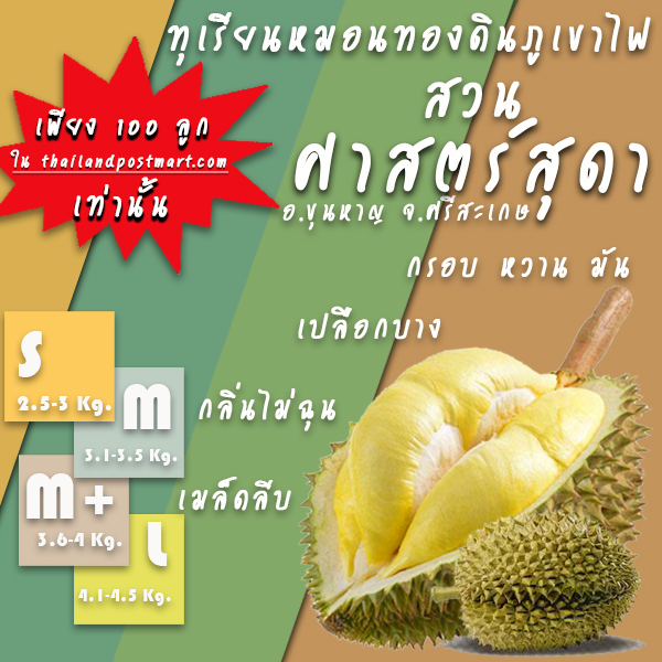 ทุเรียนพันธุ์หมอนทองดินภูเขาไฟ จ.ศรีสะเกษ size M (น้ำหนัก 3.1-3.5 กก.)