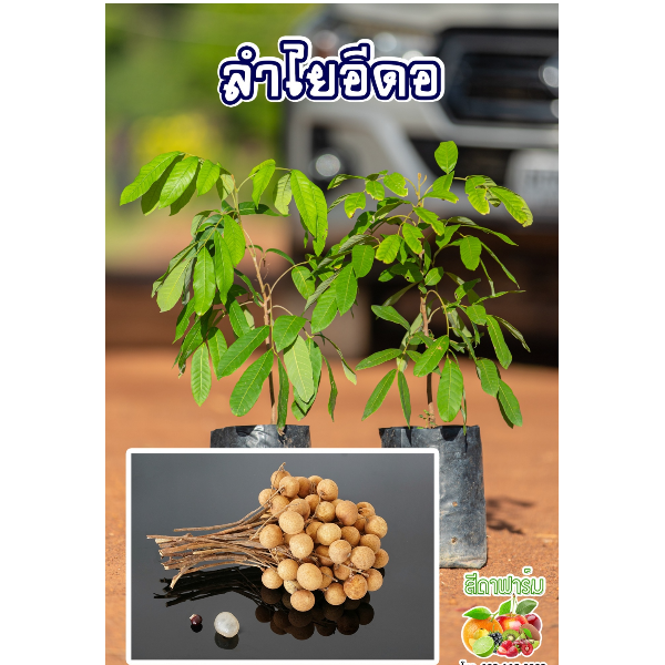 ต้นลำไย พันธุ์อีดอ