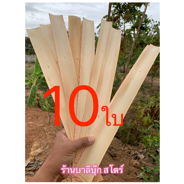 แพ็ค 10 ใบ - ใบลานแท้ (ขนาดใหญ่ 5x51ซ.ม.) จากต้นลาน ใบลานเปล่า สำหรับบันทึกหรือจาร อักษระ คำสอน เทศนา ฯลฯ ด้วยตนเอง (กว้าง 5 ยาว 51 ซ.ม.) มัด 10 ใบ - ร้านบาลีบุ๊ก สโตร์